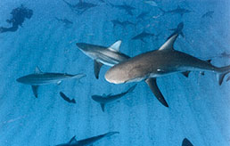 First Dive to Shark Dive